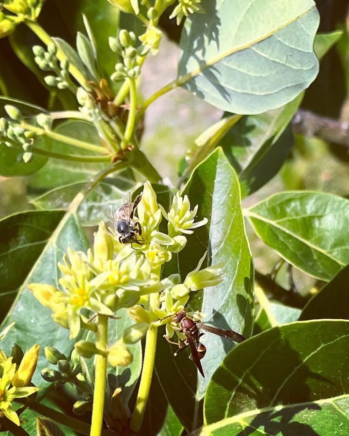 The bee and the wasp