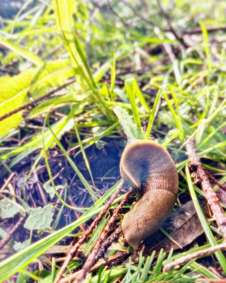 Slug life