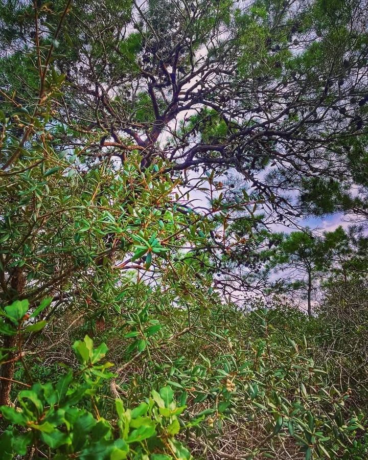 Trees are our protectors