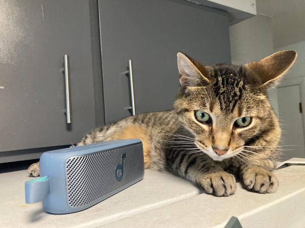 Photo of a brown tabby cat laying on top of a refrigerator next to a small speaker.