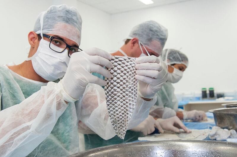 Brasil terá fábrica de R$ 52 milhões capaz de processar 12 mil peles de tilápia por dia e transformá-las em curativos