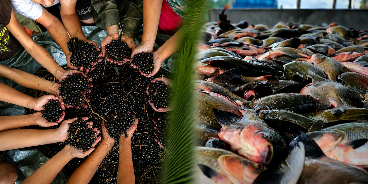 Compradores internacionais em rodada de negócios com empresas brasileiras no Centro de Bionegócios da Amazônia (CBA), em