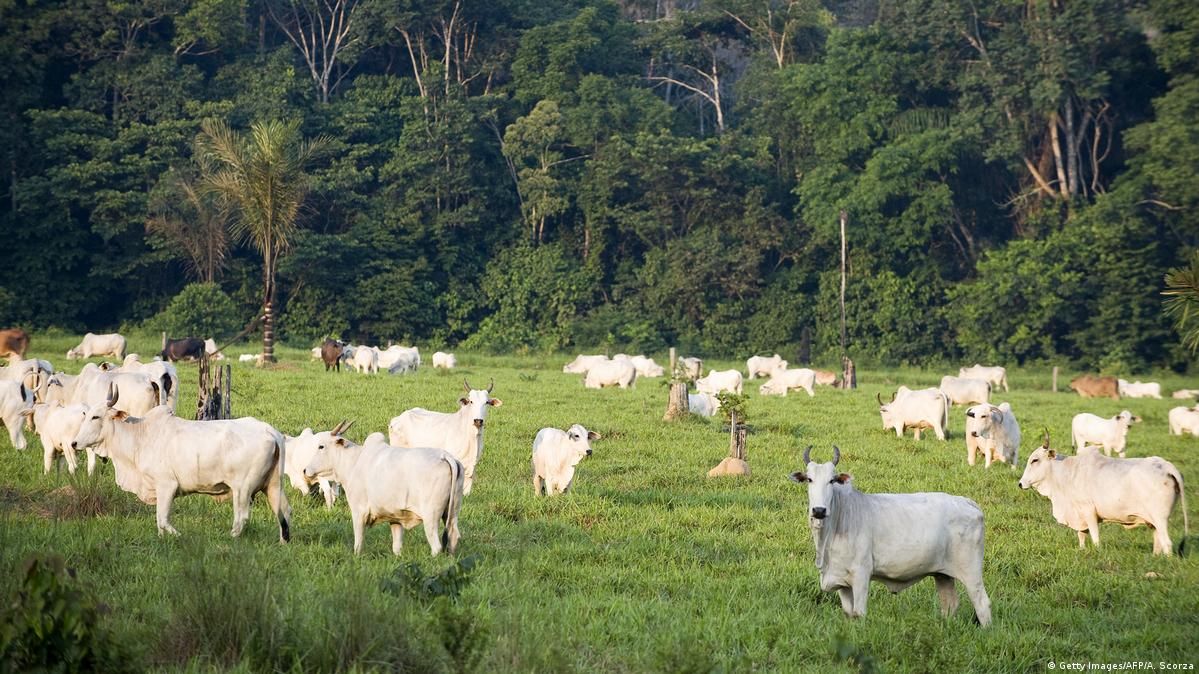 Gado branco da raça Nelore pastando em área verde com floresta densa ao fundo no Amazonas.