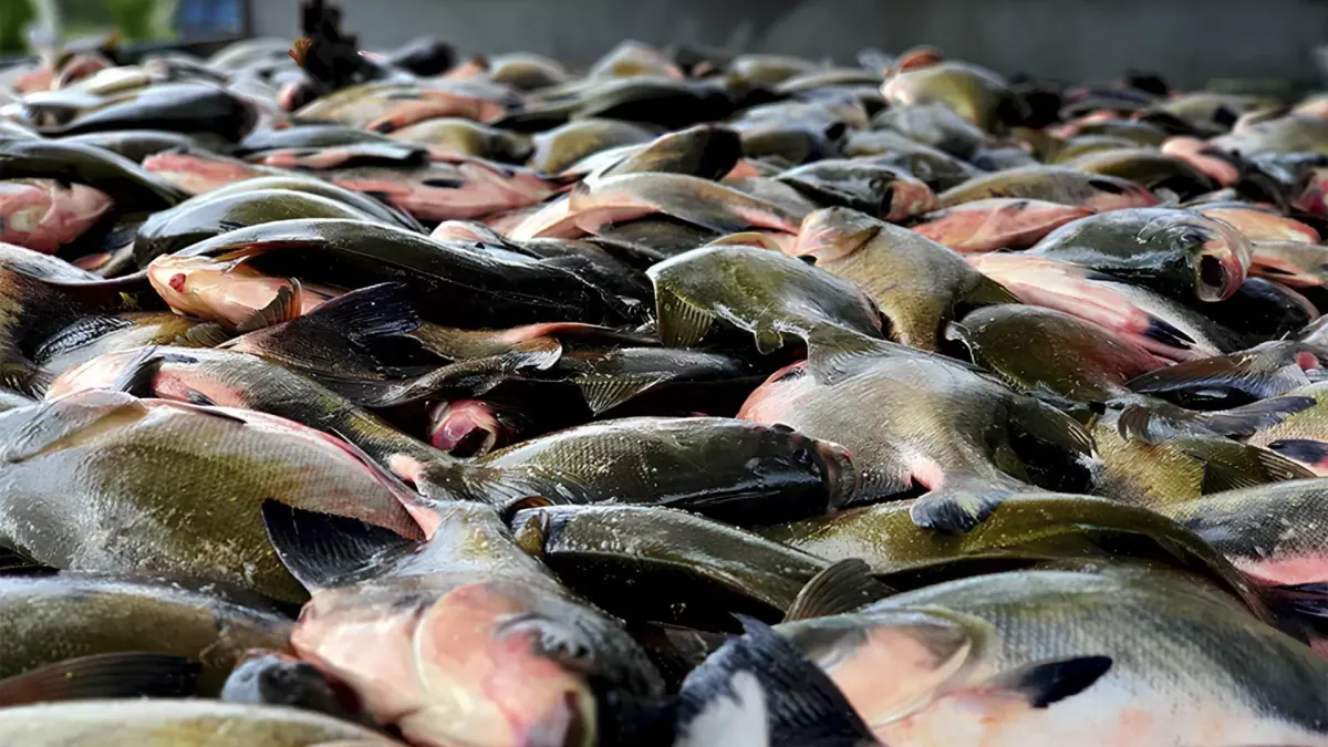 Grande quantidade de tambaquis empilhados após a pesca ou despesca em Manaus