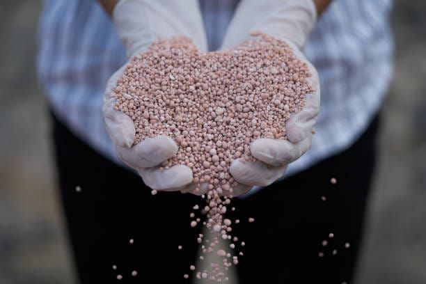 Mãos com luvas brancas segurando grânulos de potássio rosados em formato de coração.