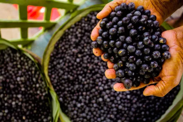 Tigela de açaí com frutas, simbolizando a exportação de polpas e frutas congeladas do Brasil para a China