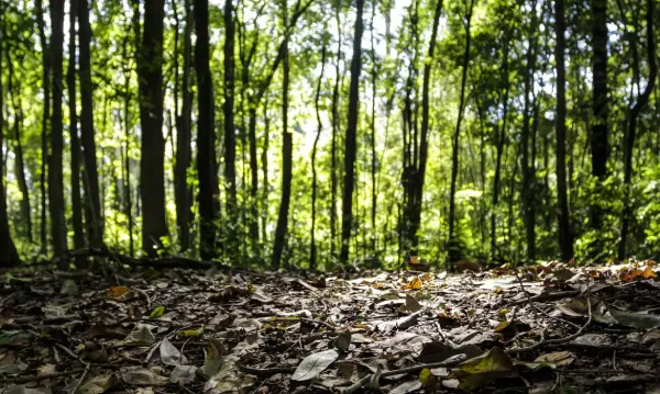 Chão de floresta coberto por folhas secas com árvores ao fundo sob a luz do sol.