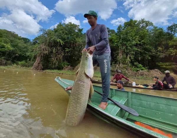 Pescador em pé em uma canoa verde segurando um pirarucu grande na vertical, em um rio cercado por mata fechada.