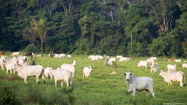 Gado branco da raça Nelore pastando em área verde com floresta densa ao fundo no Amazonas.