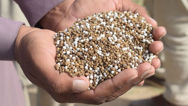 Mãos segurando grãos de fertilizantes NPK em tons de marrom e branco.