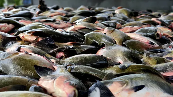 Grande quantidade de tambaquis empilhados após a pesca ou despesca em Manaus