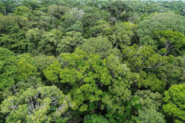 Vista aérea de uma densa cobertura de copas de árvores verdes na floresta amazônica.