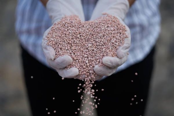 Mãos com luvas brancas segurando grânulos de potássio rosados em formato de coração.