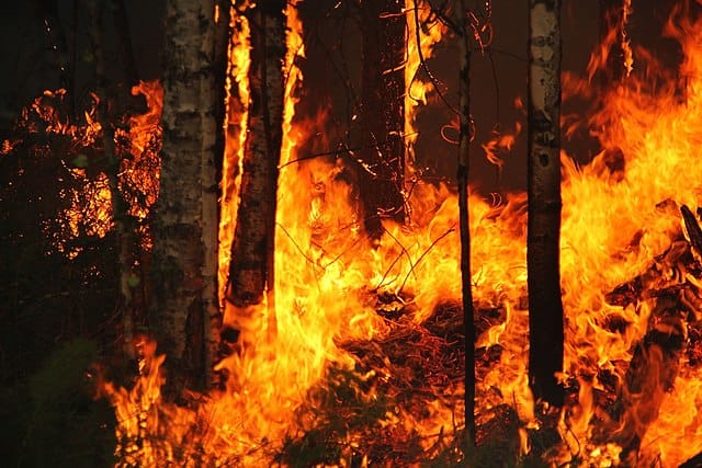 Metsäpalot vaarantavat pohjoisen metsien ja tundrien hiilinielun