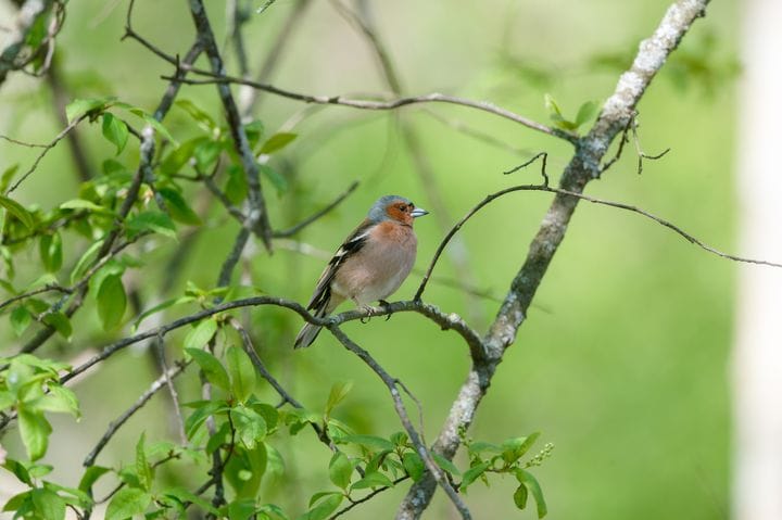 Suomessa tuhotaan 100 000 linnunpesää vuosittain metsien kesähakkuissa – metsänomistaja voi päättää toisin