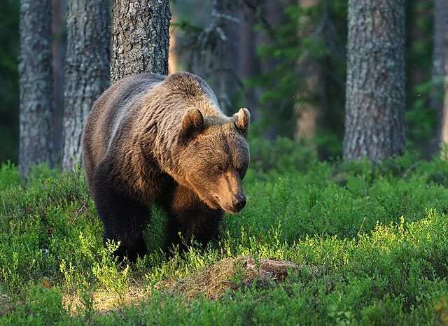 Karhu haisteli kahta ihmistä Nurmeksessa