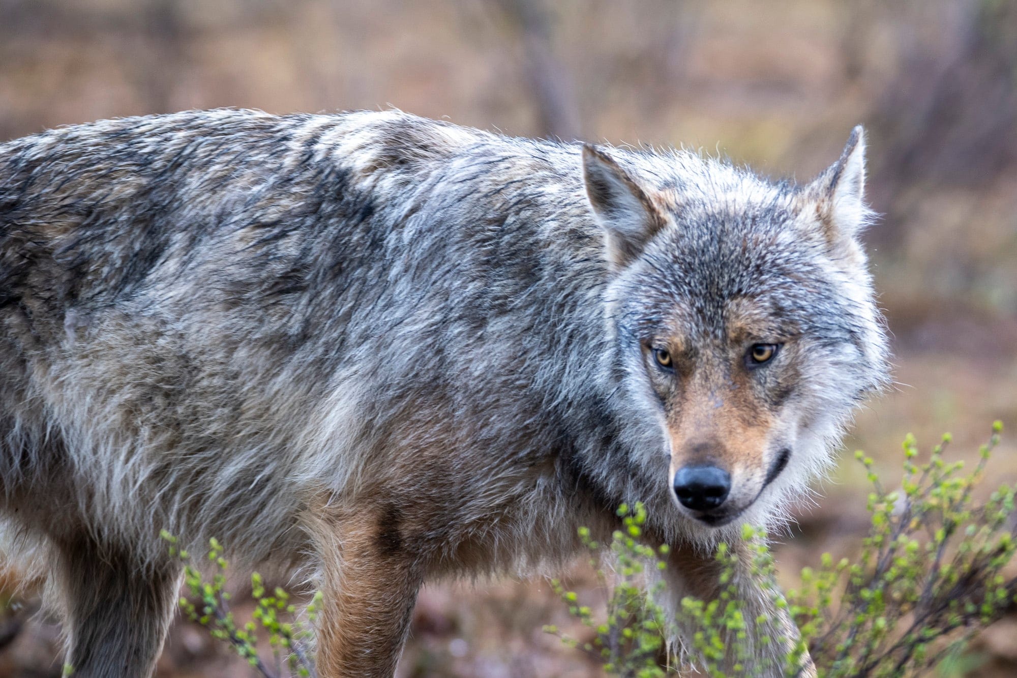 Kansalaisvetoomus: suurpetoasiat siirrettävä ympäristöministeriön vastuulle