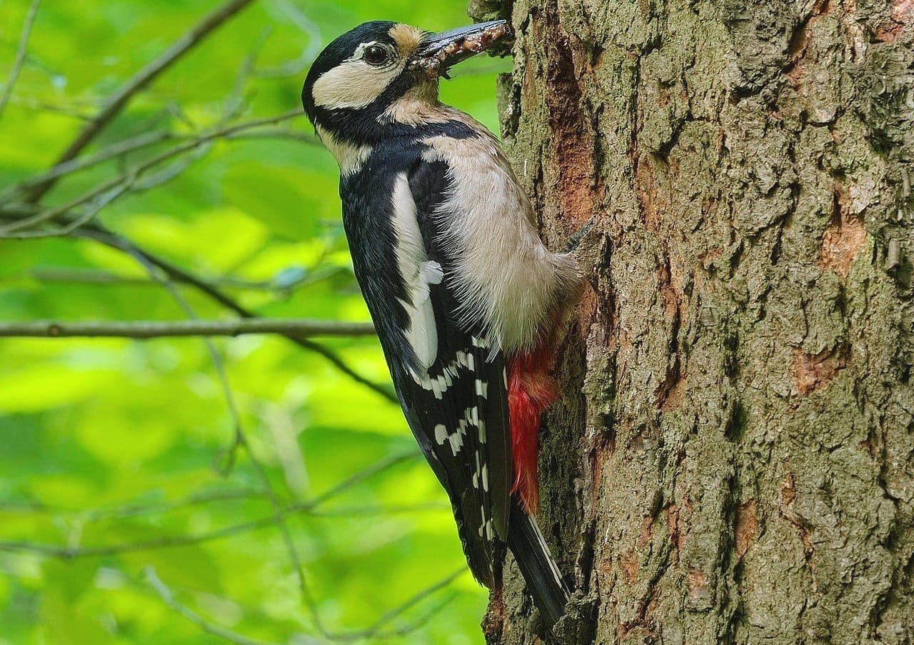 Itiöt salamatkustajina – tutkimus valottaa lajien välisiä suhteita