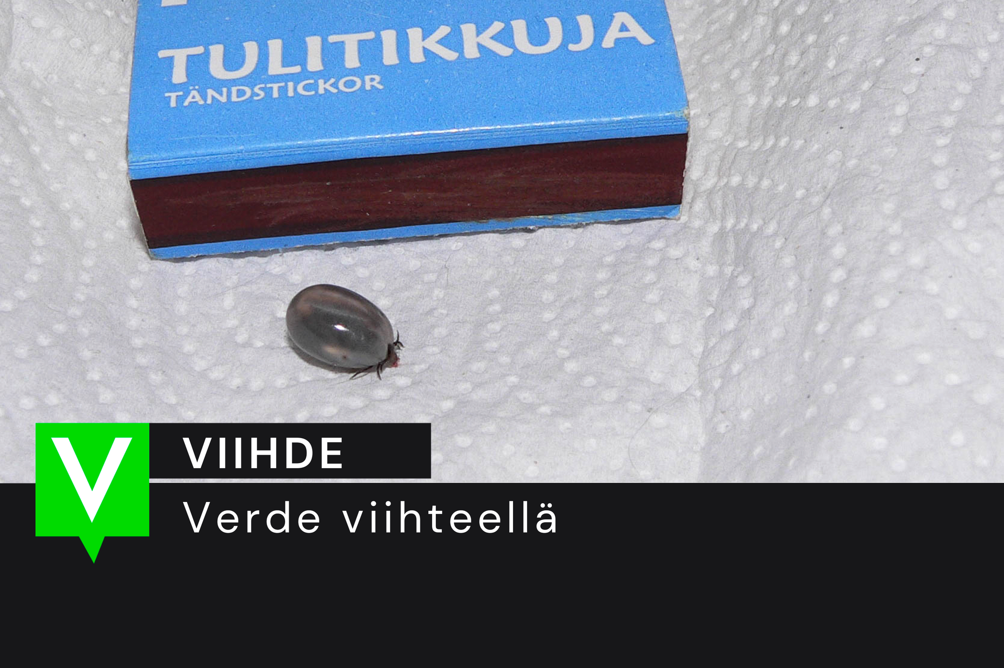 Alkukesän punkkivinkki