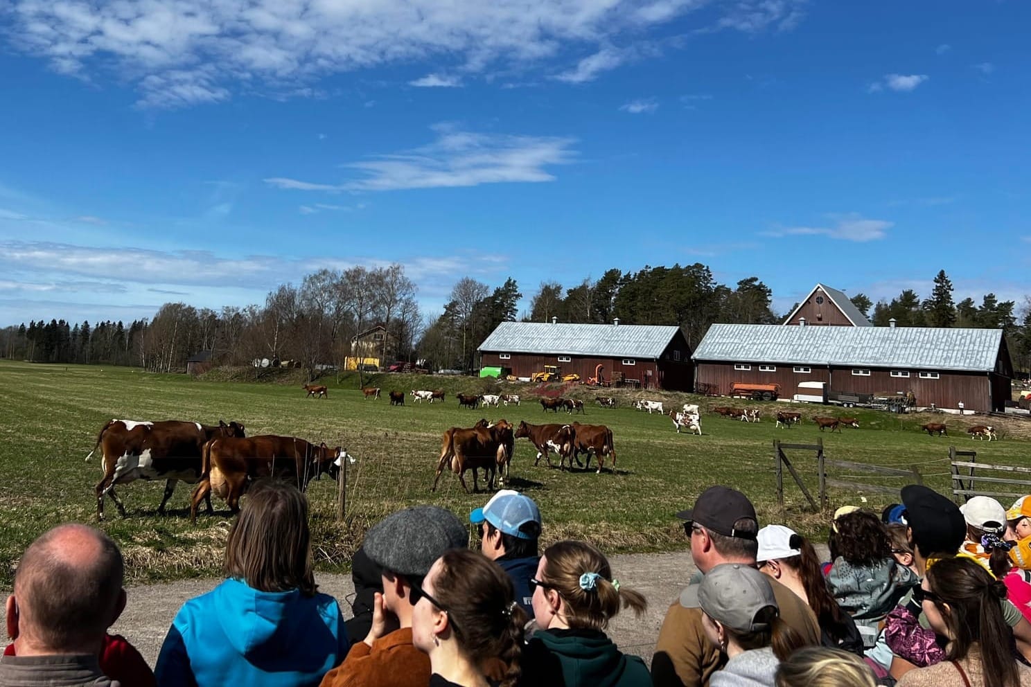 Viikin lehmien laitumellelasku saa rinnalleen mielenilmauksen maidontuotannon varjopuolista