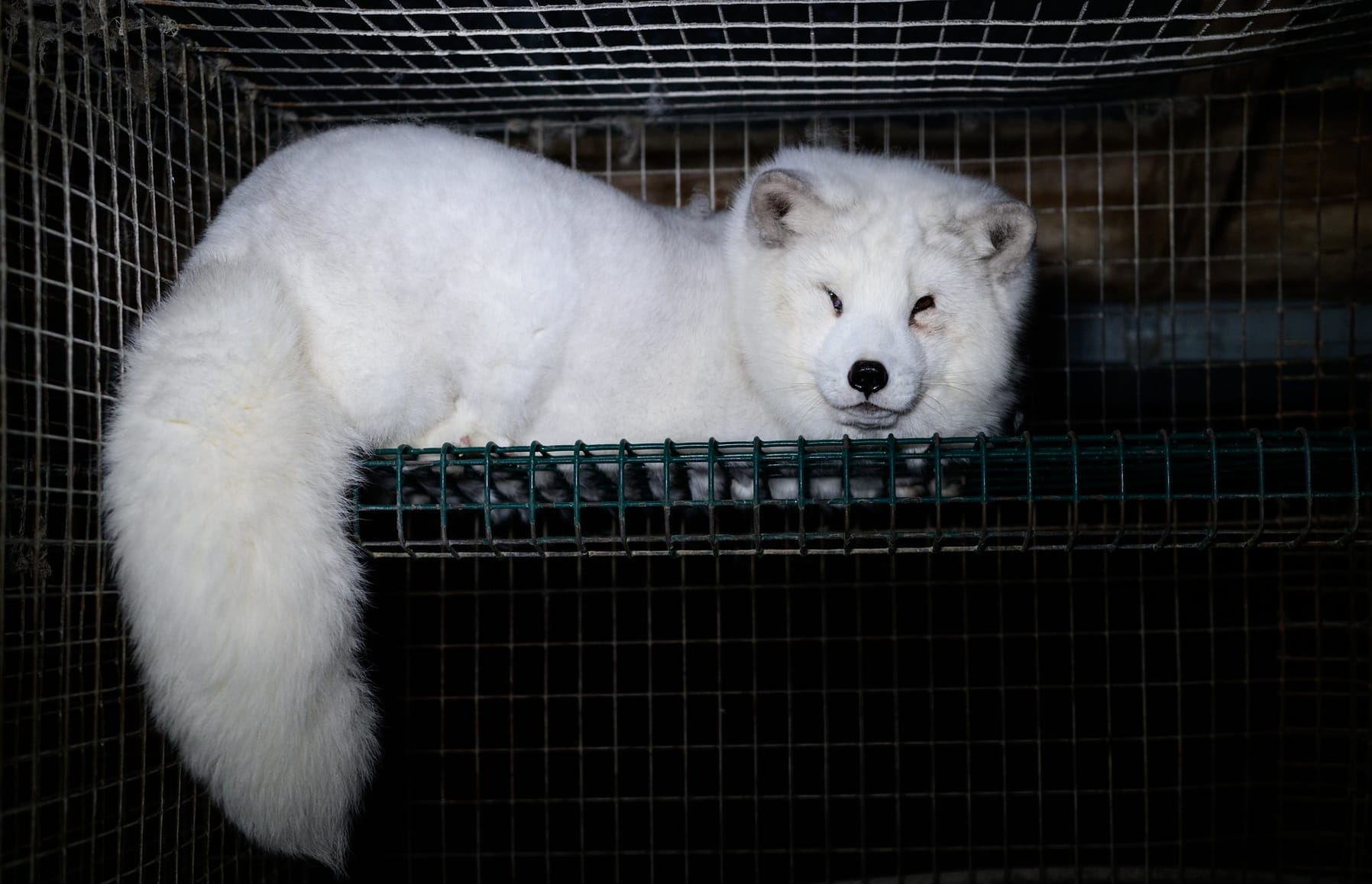 Yli 30 000 vaatii turkistarhauksen kieltämistä Suomessa