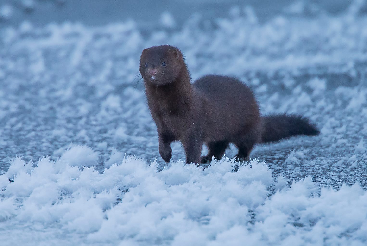 Vieraslajien torjunnassa auttavat ennaltaehkäisy ja talkoot