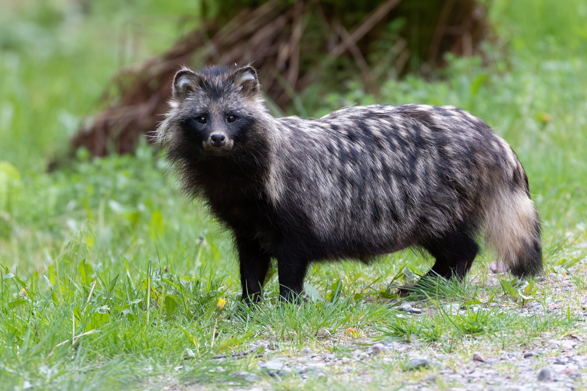 Supikoirakannat saatu laskuun lintuvesillä