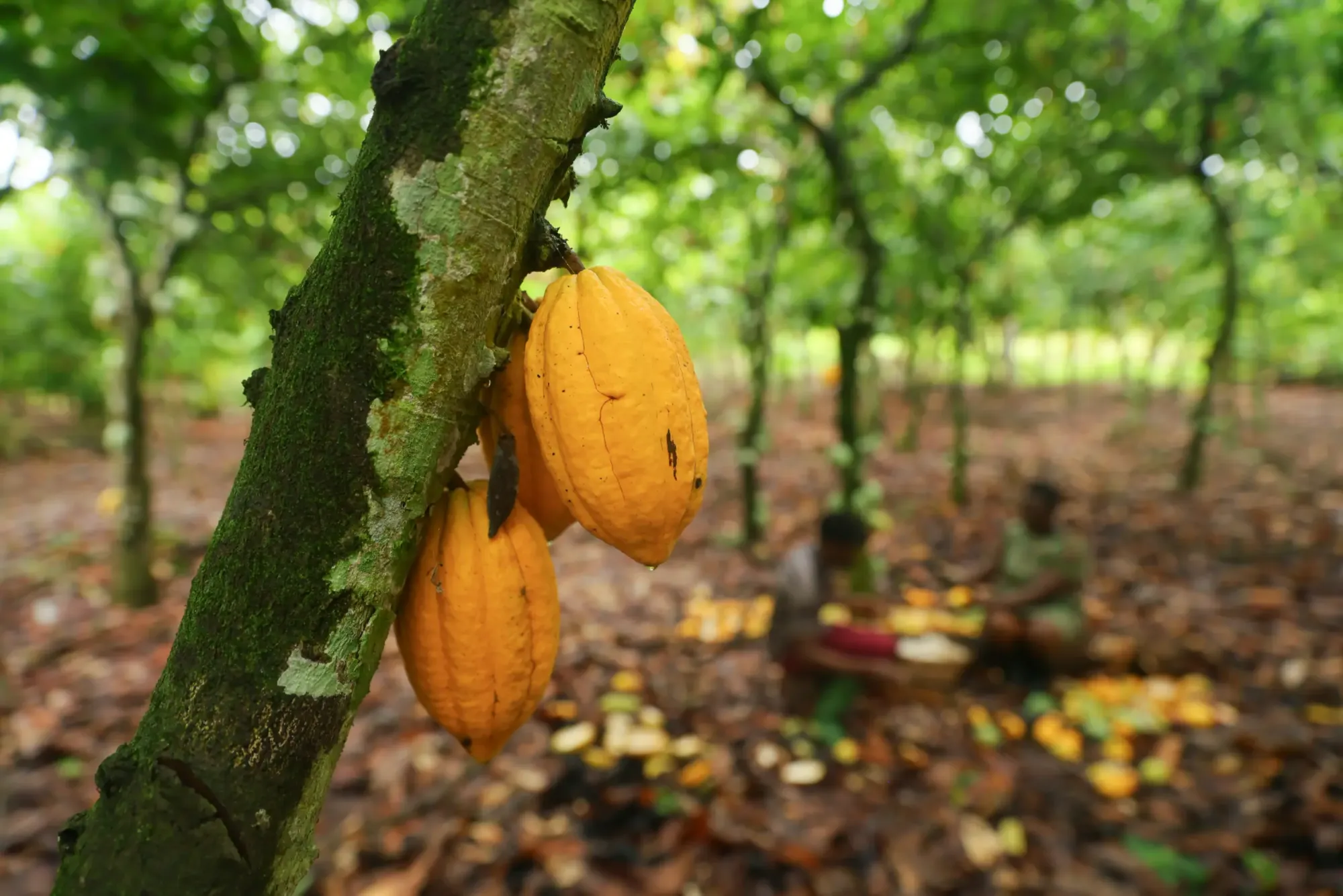 Child labor has almost halved in 25 years – but in chocolate the problem remains huge
