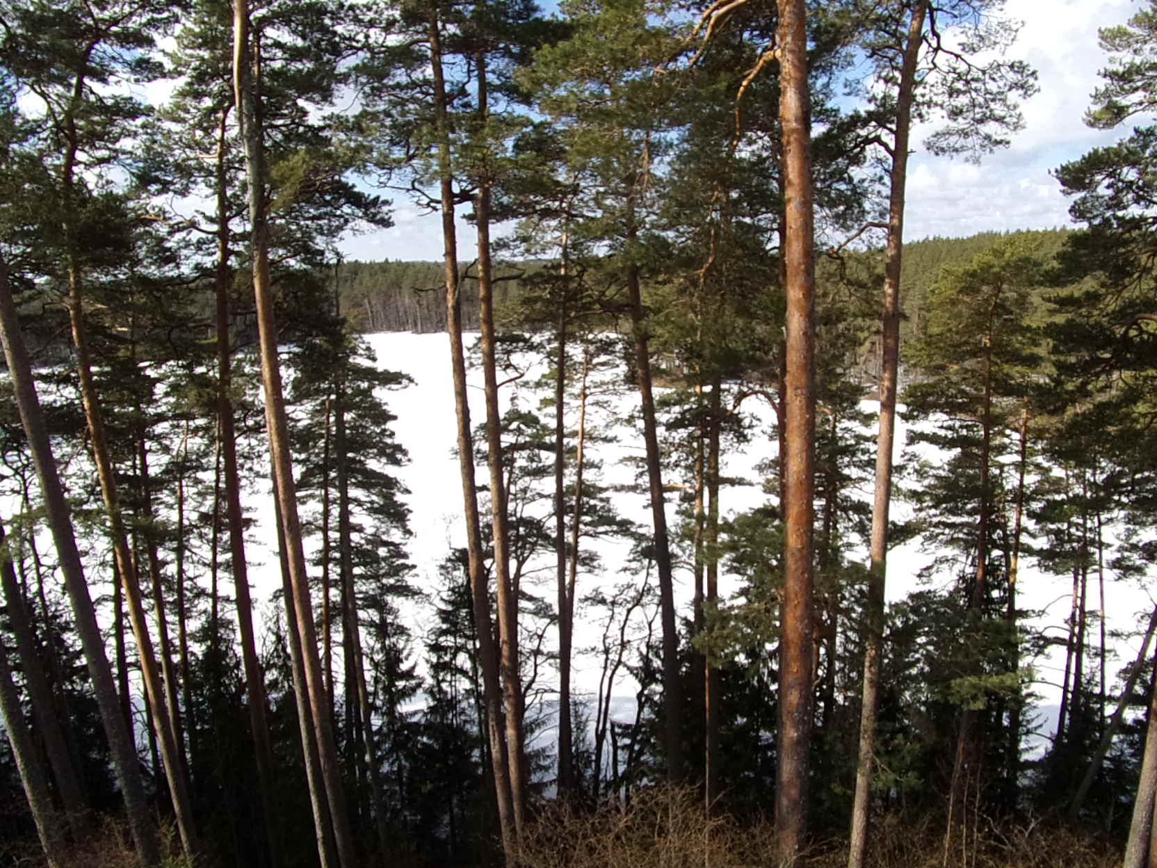 Tuoretta metsäluontoraporttia epäillään tiedevastaisuudesta