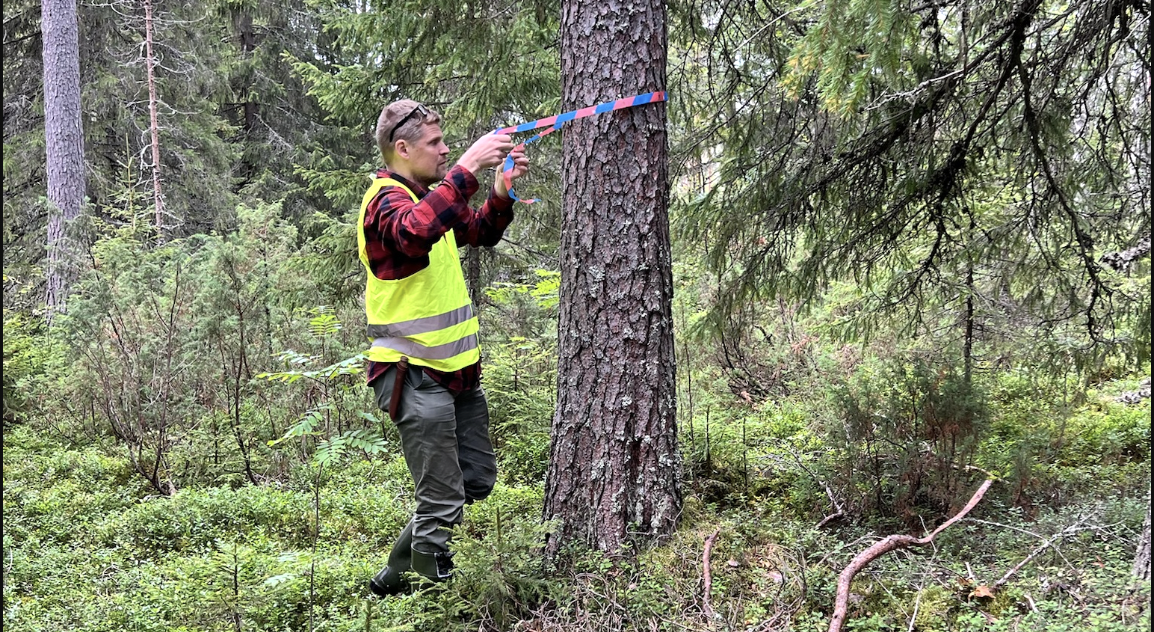 "Vihreisiin tarvitaan kädet savessa olevaa metsätalousosaamista"