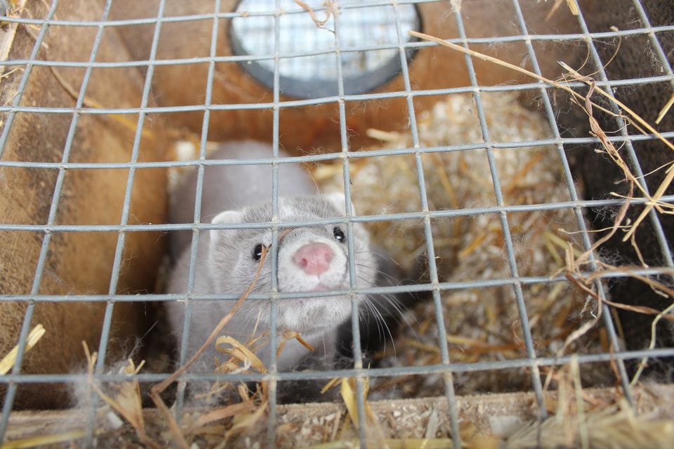 EU-kysely: Enemmistö suomalaisista kannattaa turkistarhauksen täyskieltoa