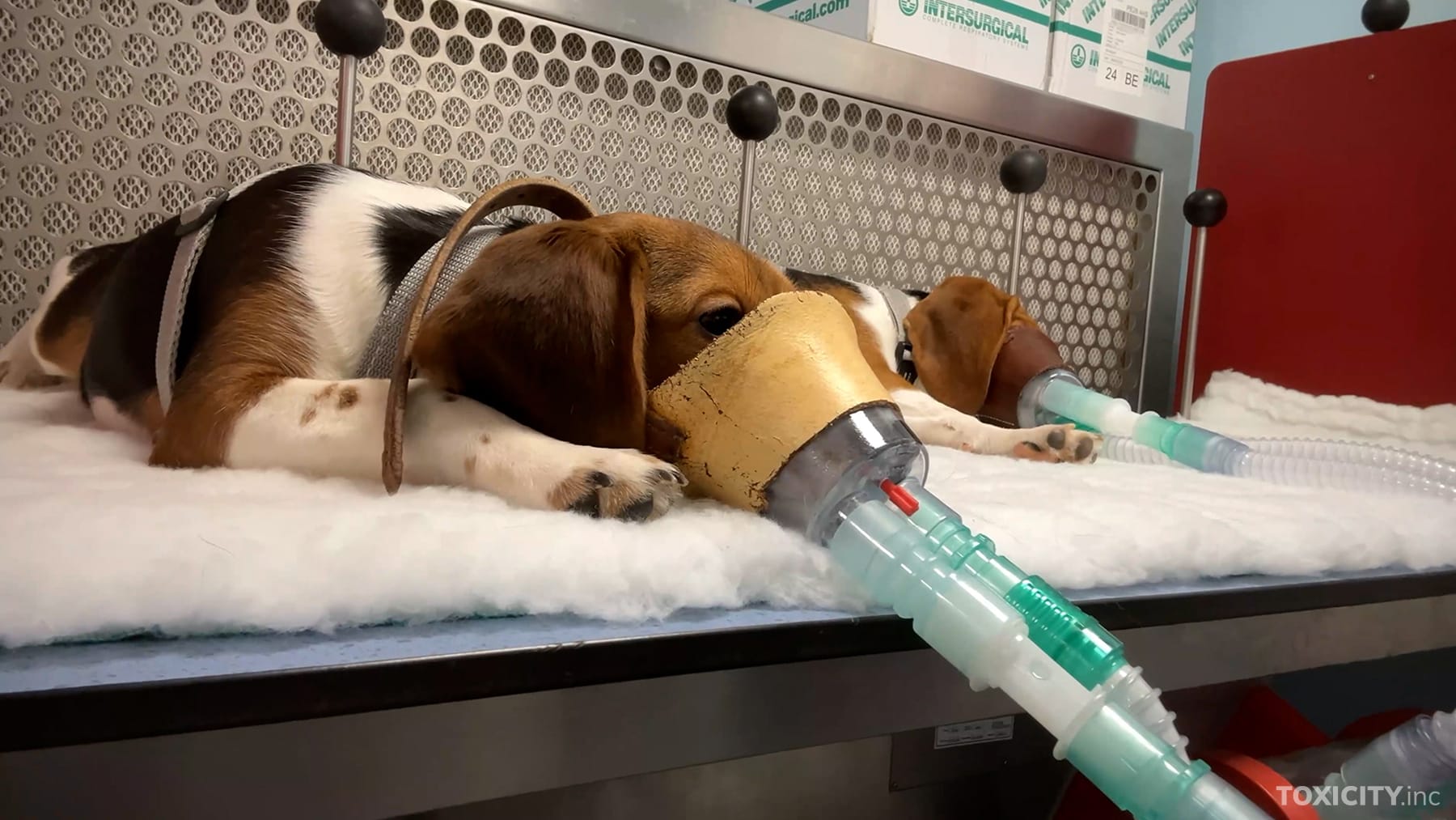 Uusi materiaali paljastaa, että EU:n edellyttämät eläinkokeet aiheuttavat vakavaa kärsimystä