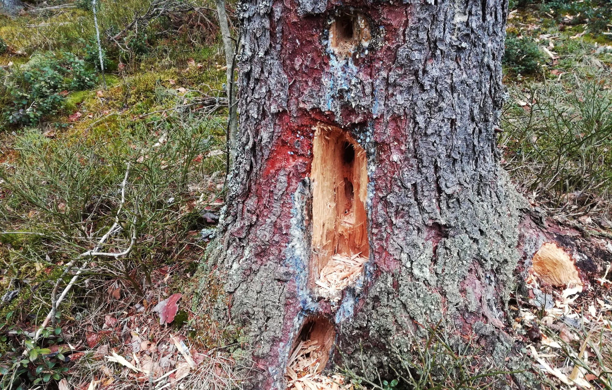 Maa- ja metsätalousministeriöllä ennätysvahva ote ympäristöpolitiikassa