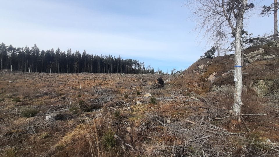 Metsälinnut välttelevät avohakkuualueita