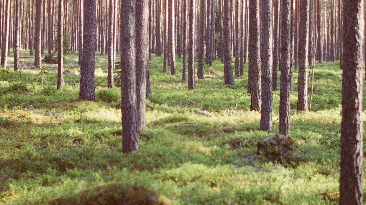 Tutkimus alkaa selvittää uhanalaisten metsälajien tilaa Suomen talousmetsissä