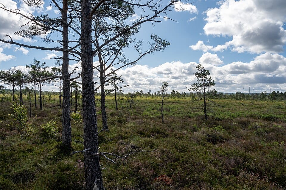 Suomen valtioenemmistöisen Neovan turvekiista kärjistyi Ruotsissa – suomalaisaktivistia uhkaa maahantulokielto
