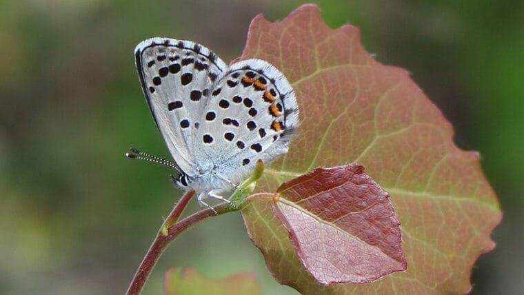 Suojelualueilta tuhansia uusia lajihavaintoja, joukossa superharvinaisuuksiakin post image