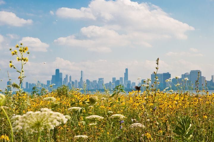 Luontokato uhkaa yhteiskunnan resilienssiä - suurin osa Euroopan maista ei ole laatinut biodiversiteettistrategiaa post image