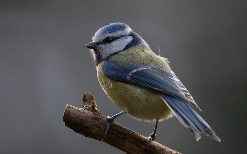 Kunnat voivat pysäyttää luontokadon – vihreät julkaisi 101 keinon ohjelman post image