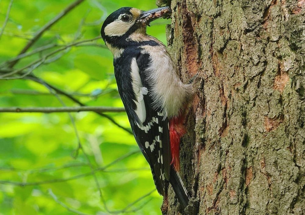Itiöt salamatkustajina – tutkimus valottaa lajien välisiä suhteita post image