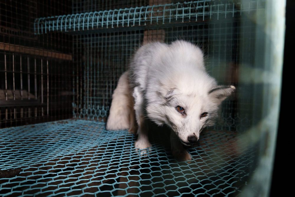 Animalia: turkisasetus on sumutusta, jolla pyritään varmistamaan turkistarhauksen jatkuminen post image