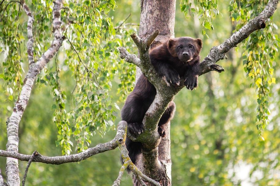 Ahmat ovat palaamassa Etelä-Suomeen – utelias näätäeläin viihtyy vanhoissa yhtenäisissä metsissä post image