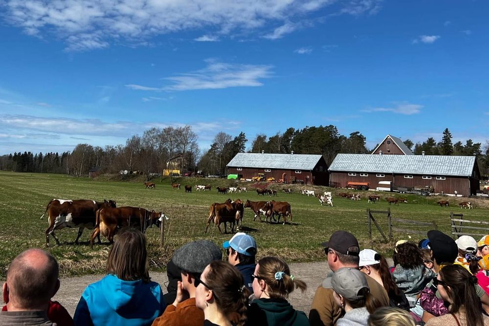Viikin lehmien laitumellelasku saa rinnalleen mielenilmauksen maidontuotannon varjopuolista post image