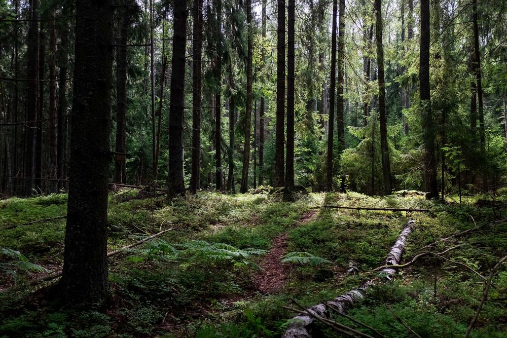 Helsingin kasvihuonekaasupäästöt vähenivät selvästi, liikenteen päästöissä kasvua post image
