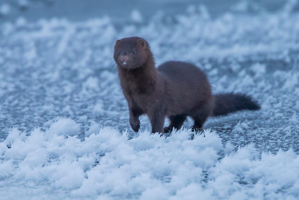 Vieraslajien torjunnassa auttavat ennaltaehkäisy ja talkoot post image