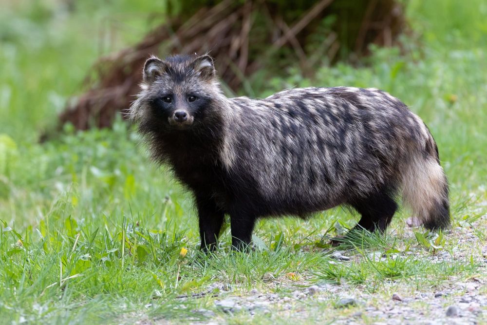 Supikoirakannat saatu laskuun lintuvesillä post image