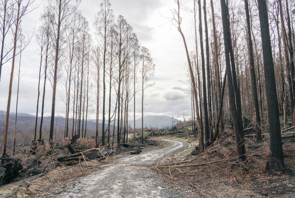 Commission is watering down deforestation law post image