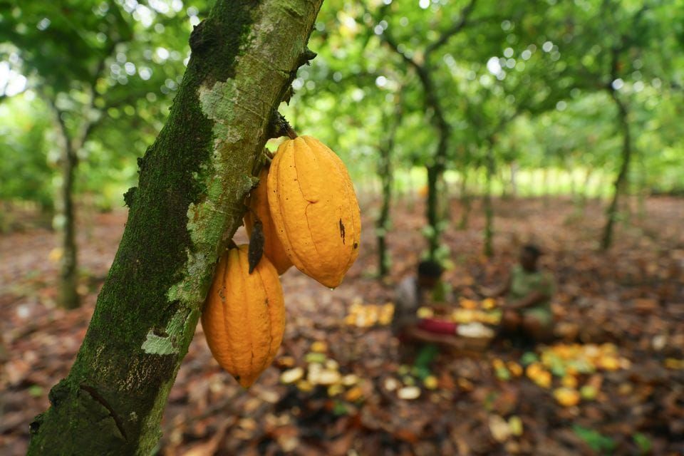 Lapsityövoima on lähes puolittunut 25 vuodessa, mutta suklaassa ongelma on edelleen valtava post image