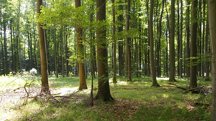 Monipuolinen hoito edistää metsien monimuotoisuutta post image