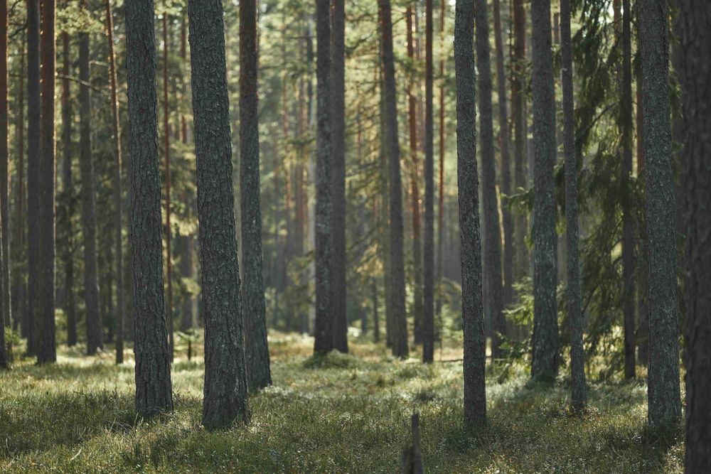 Mitä jos lääkärikäyntisi päättyisi luontolähetteeseen? post image